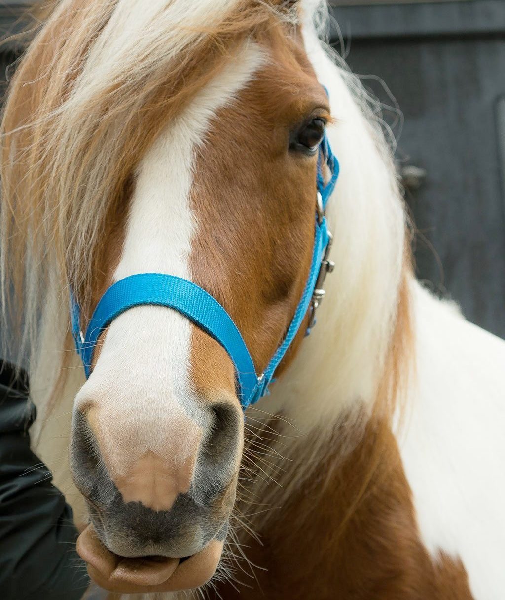 Ein Pferd aus der Hippotherapie der Brühlgut Stiftung.